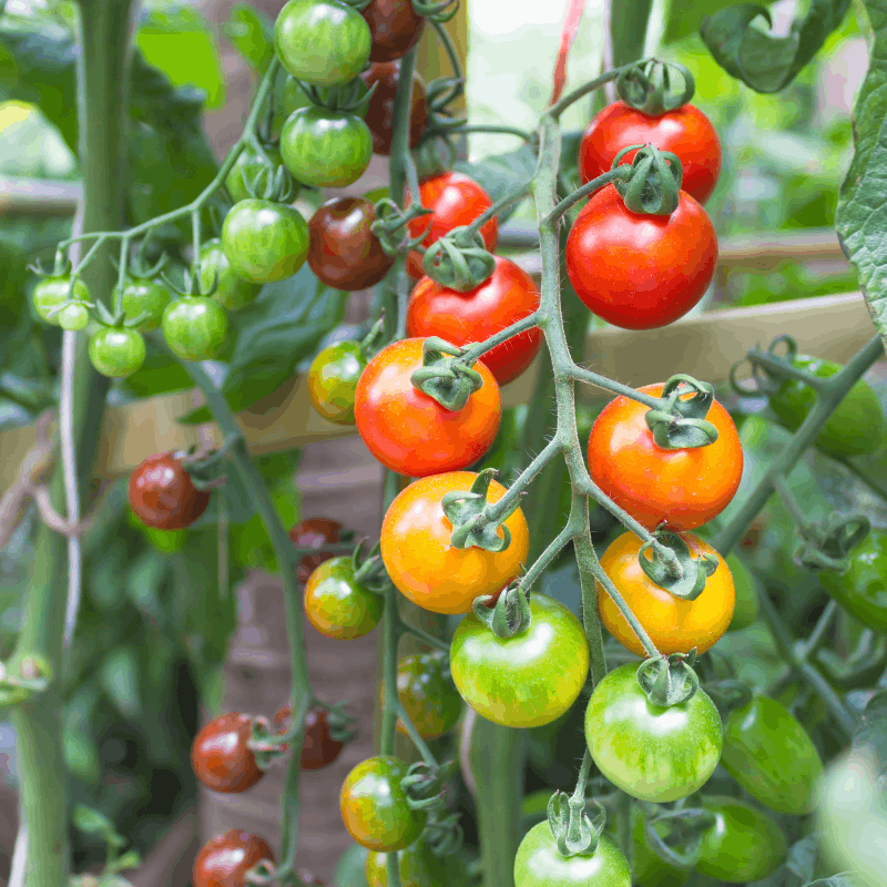 How to Grow Tomatoes